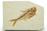 Detailed Fossil Fish (Diplomystus) - Wyoming #363912-1